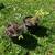Plants 5 thumbnail