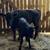 Weaned Calfs 3 thumbnail