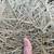 4'x5'8"+ Coastal Mix Round Bales of Hay $95 Delivered 3 thumbnail