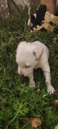 ¡¡¡Cachorros! (Oklahoma City)63681505847425124