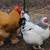 Brahma hens (laying now) 4 thumbnail