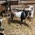 Nigerian Dwarf goats 3 thumbnail