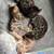 Rehoming Bengal kittens (Oakland) 1 thumbnail
