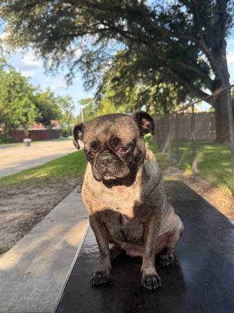Looking for male pug for breed.63859315438849122