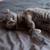 Exotic Scottish Straight Cats 2 thumbnail