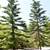 Big Tree Nursery 20 thumbnail
