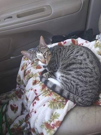 $10 for dasiy the kitten (Edmond ok)63681433748227120