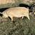 Idaho Pasture pigs/hogs 4 thumbnail