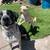 3 Dogs-Foster or Adopt. 10 thumbnail