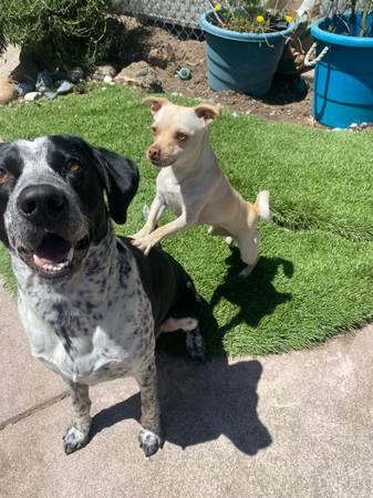 Dos perros en busca de hogar (Petaluma)63696398246659121