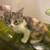 Kittens 2 thumbnail