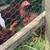 Rhode Island Red Pullets 2 thumbnail