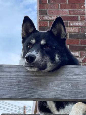 Brock - Mezcla de Husky - Macho de 3 años63844233468673124