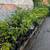 Potted Fig Plants 1 thumbnail