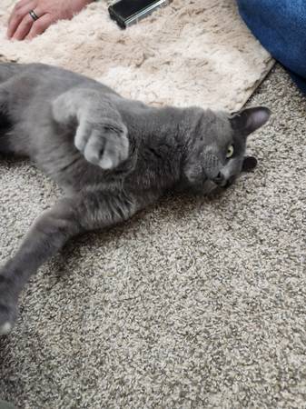 El gato macho más dulce (Council Bluffs)63670841014017122