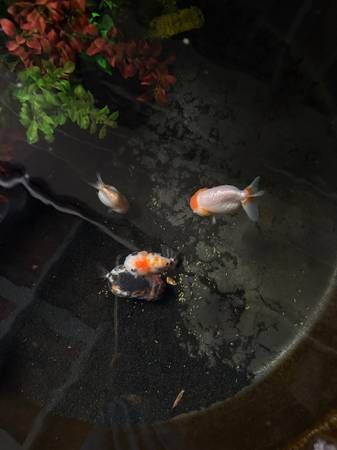 Ranchu goldfish need good home63678413997187120