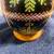 ostrich egg 3 thumbnail