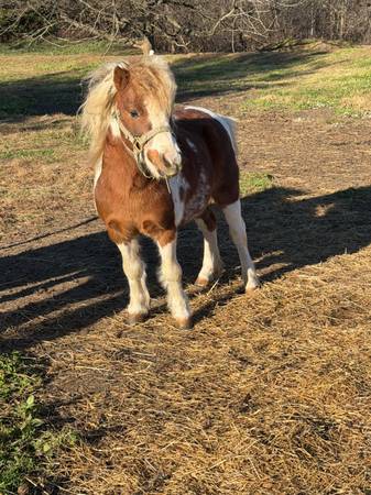 38in Mini Paint Stud 1