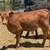 Bull Calves 2 thumbnail