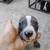 rehoming american pit x boxer puppies 13 thumbnail