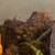 Fire-bellied Toads 2 thumbnail