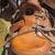 Horse Saddle- 4 Saddles Available Western and English 18 thumbnail