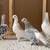 Pigeons 17 thumbnail
