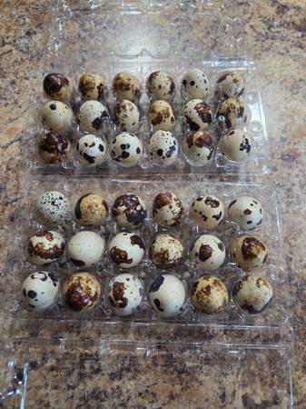 Quail Eggs 1