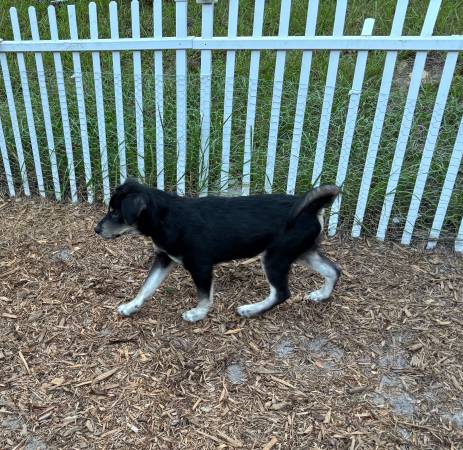 Puppies for rehoming63861889766145121