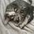 Kitties 4 thumbnail