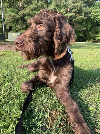 Labradoodle marrón (Selma)63980446243330122