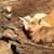 Nigerian Dwarf kids 3 thumbnail