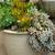 SUCCULENTS with POTS 13 thumbnail