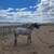 2024 RED ROAN gelding 2 thumbnail