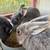 Holland Lop and Netherland Dwarf Rabbits 17 thumbnail
