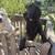 Standard poodle for rehoming 5 thumbnail