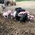 Baby potbelly / kunekune piglets $50 1 thumbnail