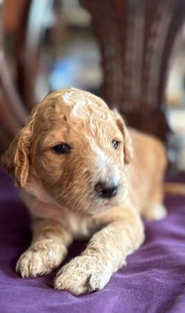 Golden doodles for rehoming (nob hill)63696489625729120
