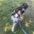 Frosty the Husky needs a home 3 thumbnail