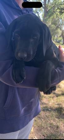 Cachorros Lab - Registrados por AKC (Fulton)63842059337859120