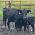 Cow/calf pairs 4 thumbnail
