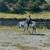 Mustang Gelding 5 thumbnail