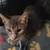 Female Cat - Candy - Very Sweet and Gentle 2 thumbnail