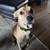 Pet Sitter — Tulsa, OK — Rover link 11 thumbnail