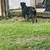 Rottweiler 2 thumbnail