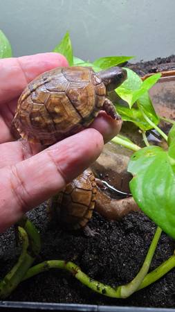 3 toed box Turtles (Fresno)588724262101340163
