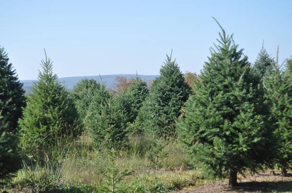 Christmas Trees U-Cut 1