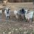 Goats for sale 2 thumbnail