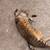 Cat available for free adoption Free to a good home 6 thumbnail