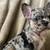 French bulldog CuteLY917863381eight 2 thumbnail